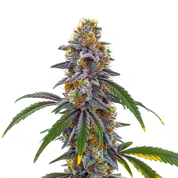 Candyland Seeds