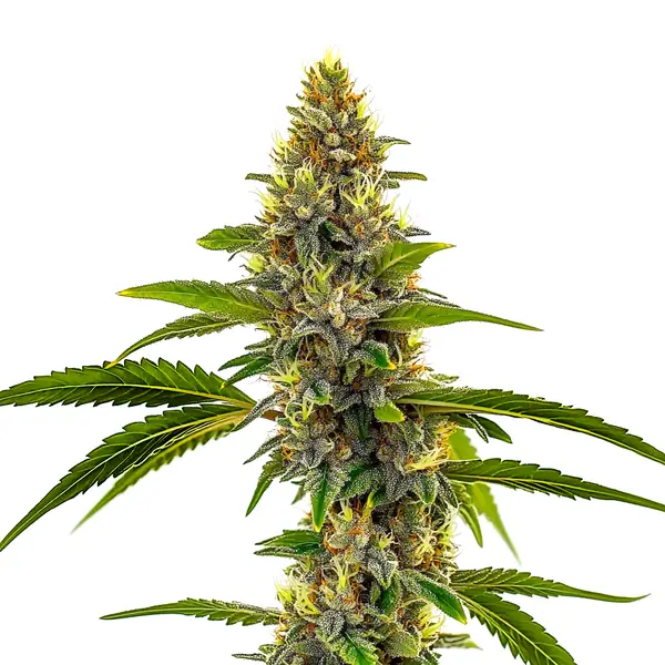 CBD Candyland Seeds