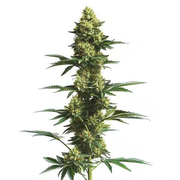 CBD Fruit (1:25) Seeds