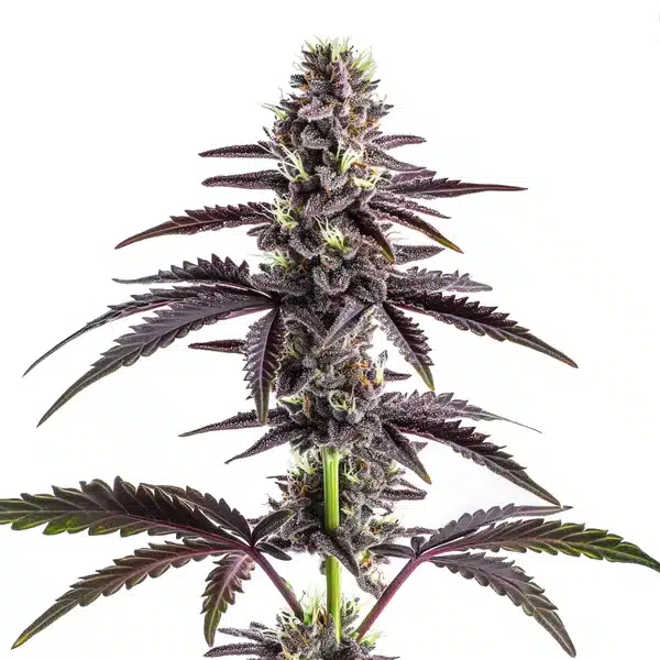 CBD Grape Pie (1:15) Seeds