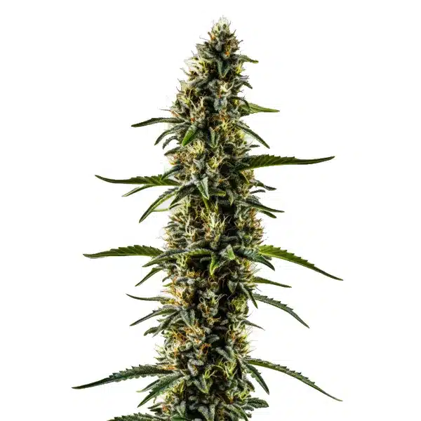 CBD Kush (1:1) Seeds