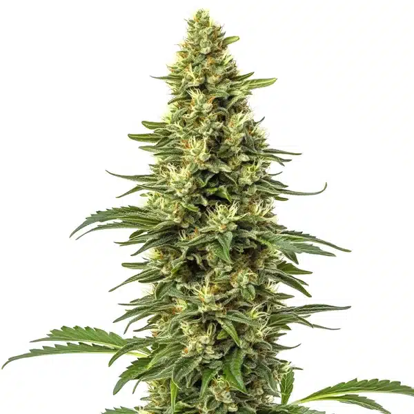 CBD Sour Lemon (1:1) Seeds