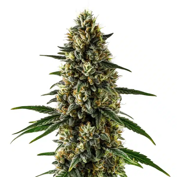 CBD Super Kush (1:15) Seeds