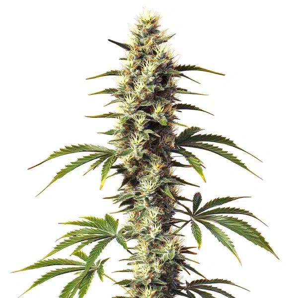 CBD Supreme Durban Seeds