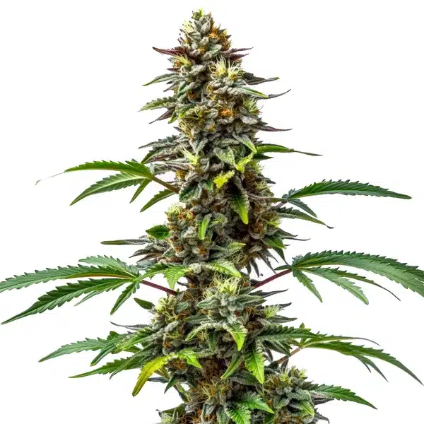 CBD Tutti Frutti (1:15) Seeds