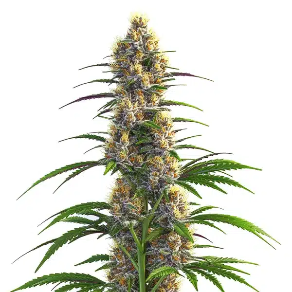 CBD Zenergy Seeds