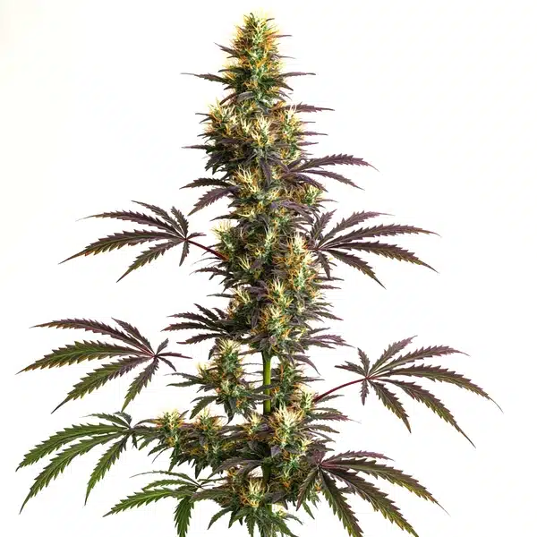 CheeseCake Gelato Auto Seeds