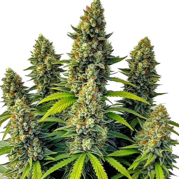 Chemdog Auto Seeds