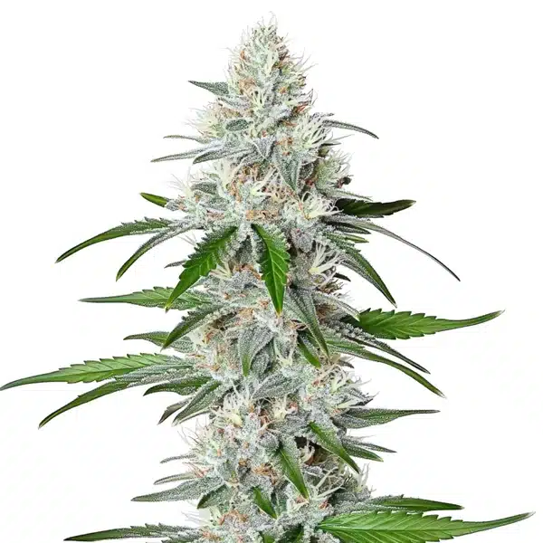 Chemdog Fast Version Seeds