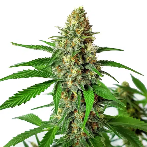 Cherry Ak Auto Seeds