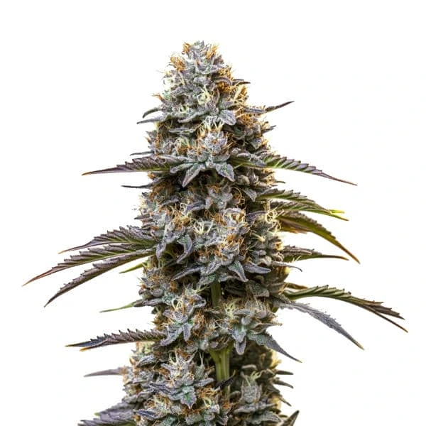 Chocolate Thai Seeds