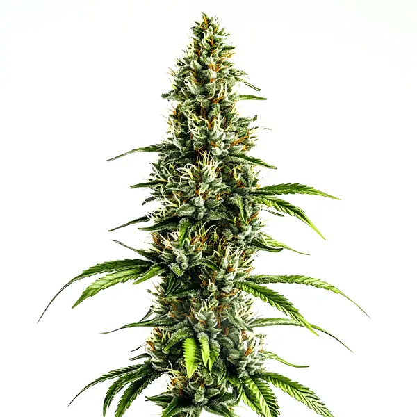 Chocolopez Seeds