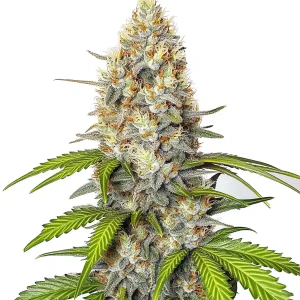 Chronic Widow Seeds