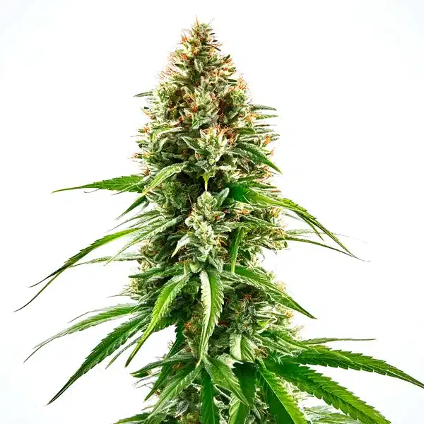 Cinderella 99 x Blueberry Seeds