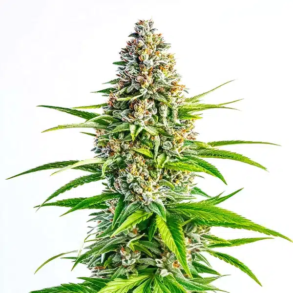 Cinderella 99 x Lemon Pie Seeds