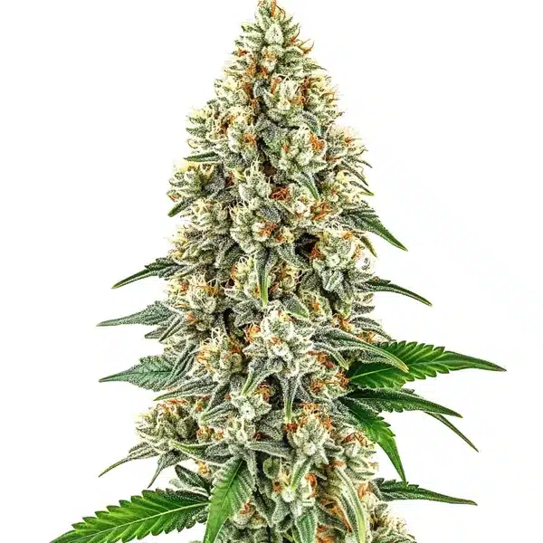 Cinderella 99 Seeds