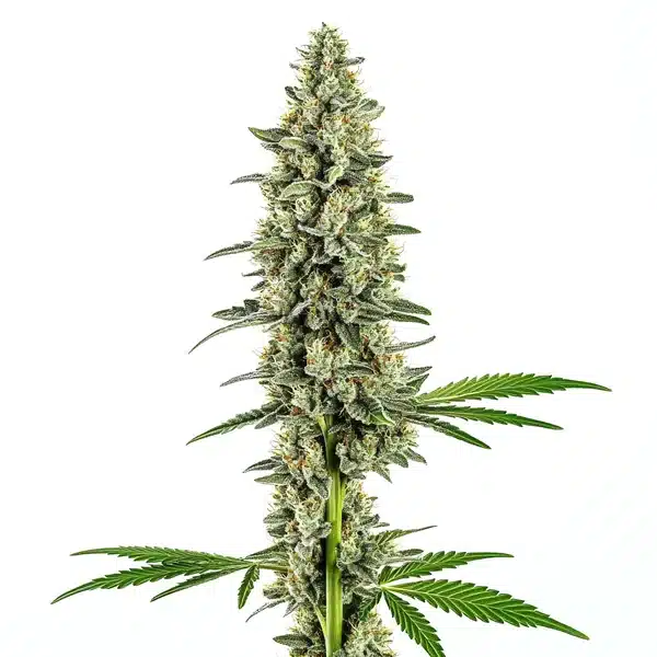 Cindy 99 Regular Seeds