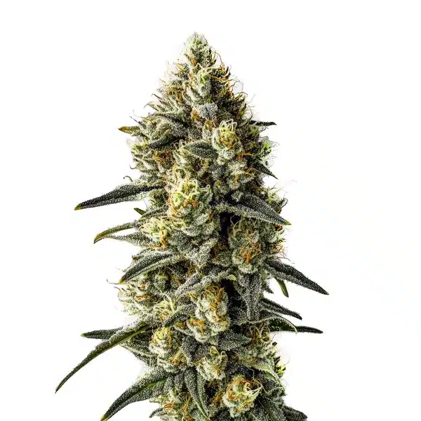 Cindy 99 Seeds