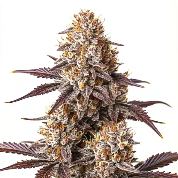 Critical Bilbo Auto Seeds