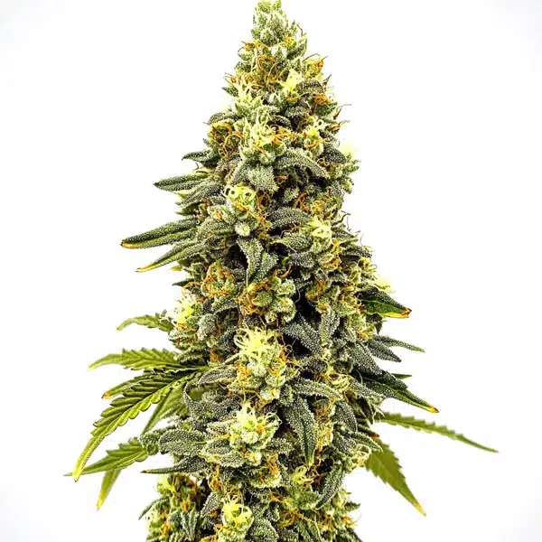 Critical Jack Auto Seeds