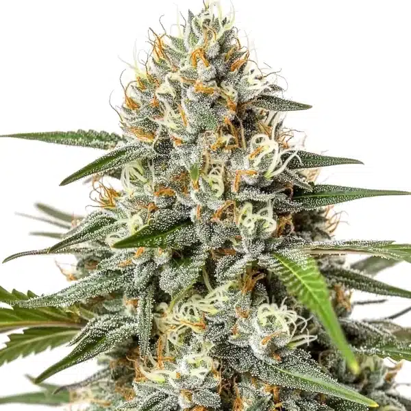Critical Nicky Kush Seeds