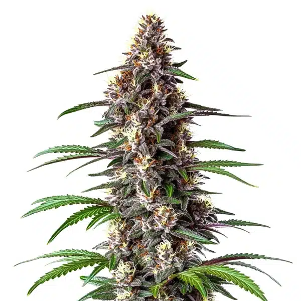 Critical Purple Auto Seeds