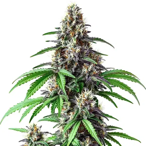Critical Purple Kush x Bruce Banner Regular Seeds