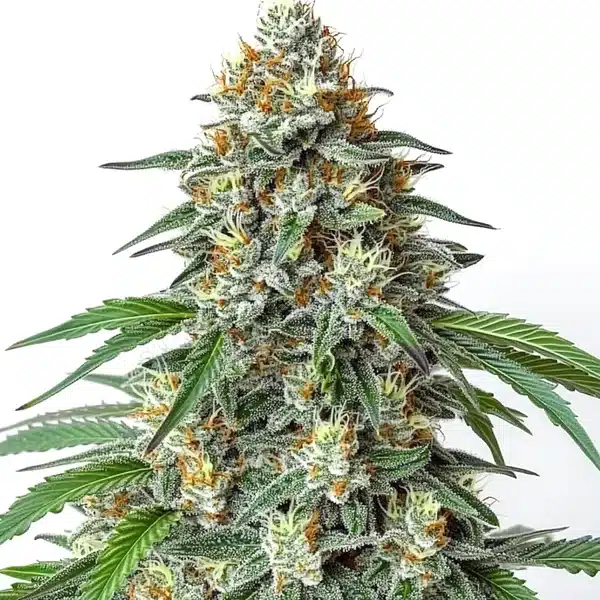 Critical Regular Seeds