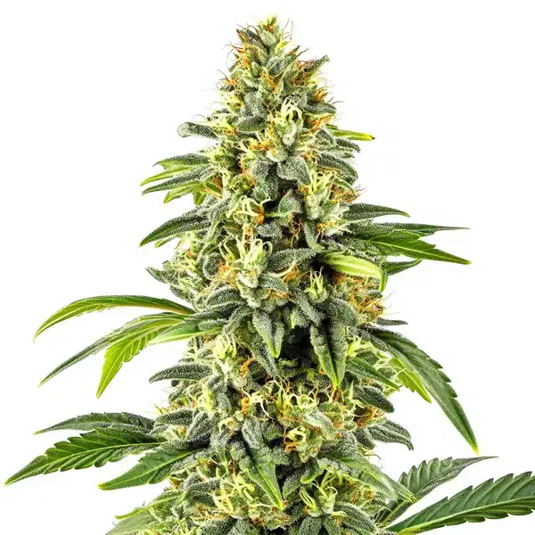 Critical x Cheese Candy Regular Seeds