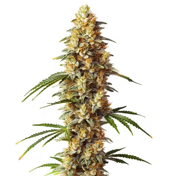 Critical x GG4 Auto Seeds
