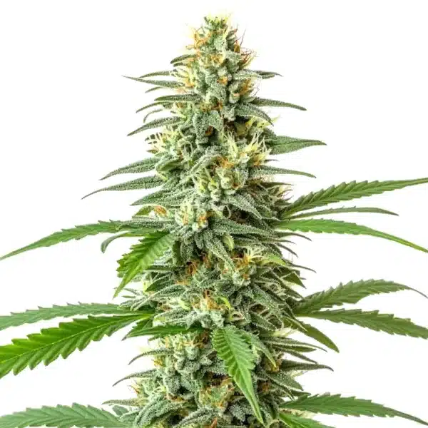 Critical x Mazar Auto Seeds
