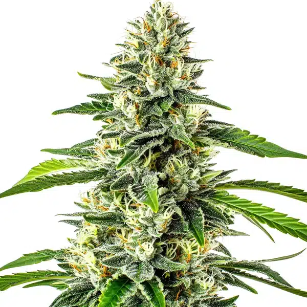 Critical x No Name Auto Seeds
