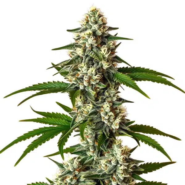 Crystal Candy Auto Seeds