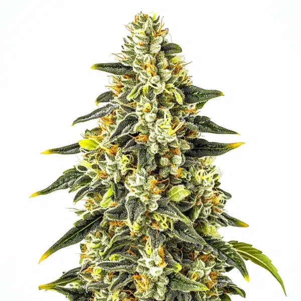 Crystal Seeds