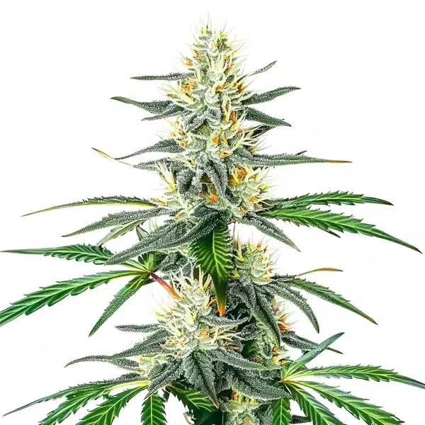 Dama Blanca Seeds