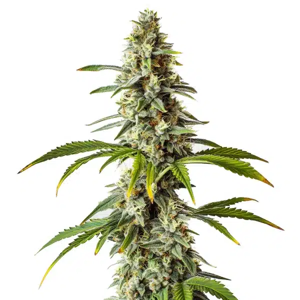 Diesel Seeds
