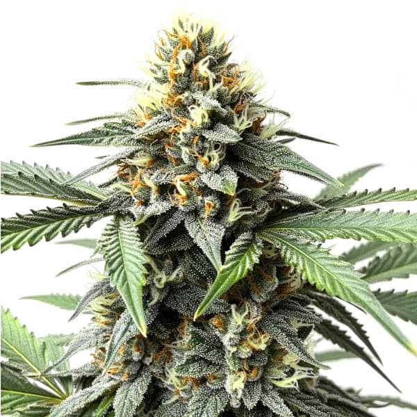 Do-Si-Dos Autoflower Seeds