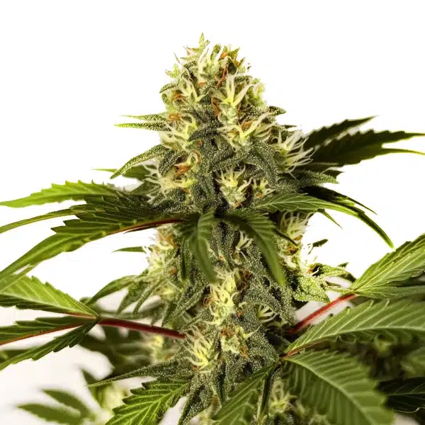 Do-si-Dos F1 Seeds