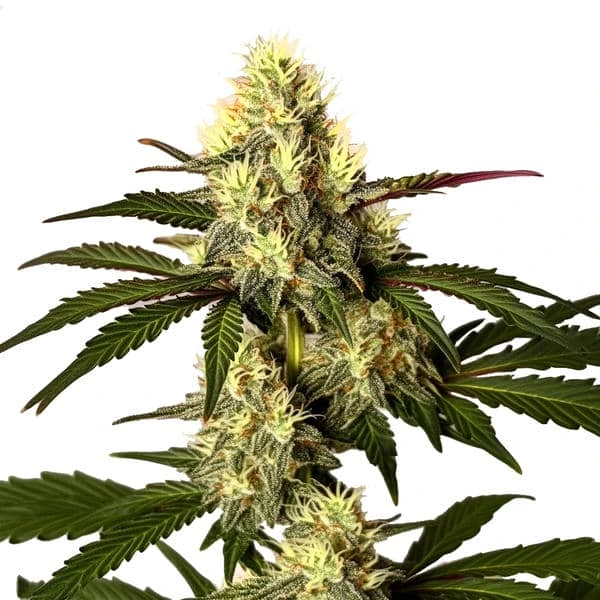 Do Si Dos Seeds
