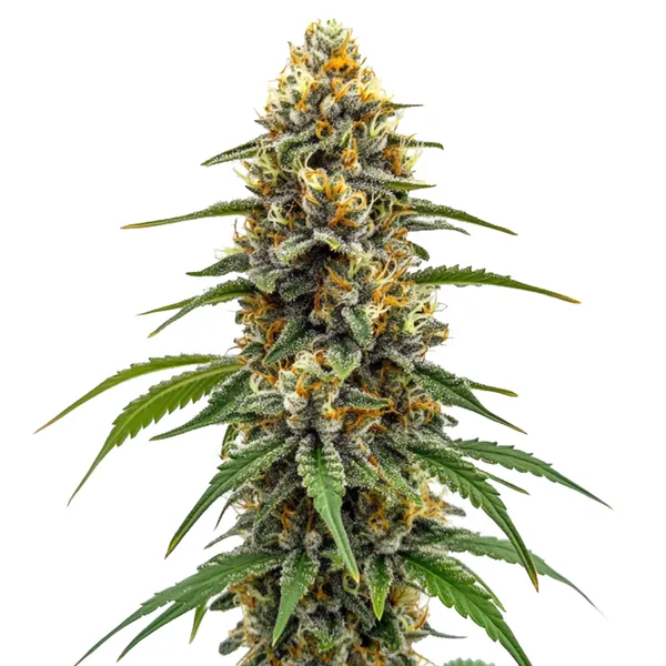 Durban Poison Fast Version Seeds