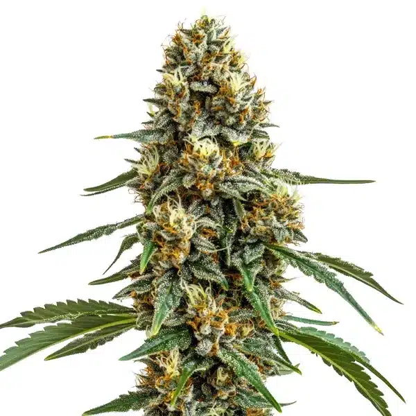 Durban Poison Seeds