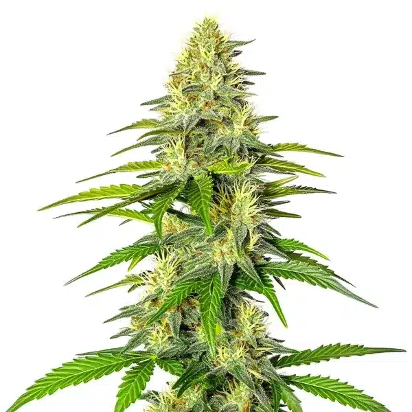 Early Skunk x Cinderella 99 Seeds