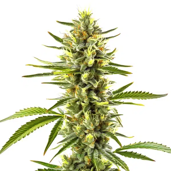 Exodus Cheese Seeds