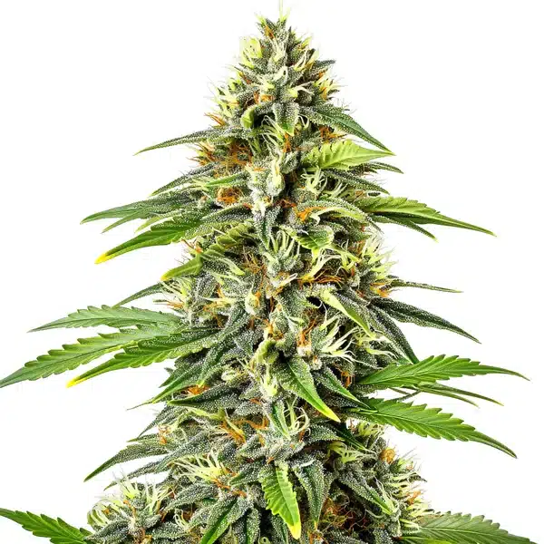 Fire Kush Auto Seeds