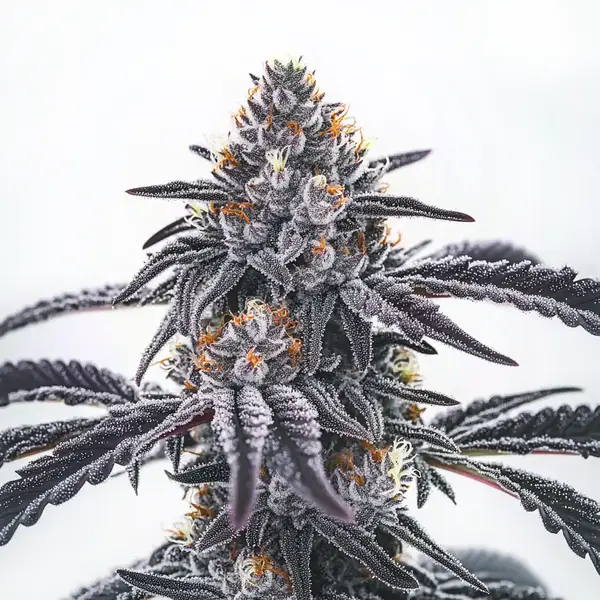 Frosty Blue OG Seeds