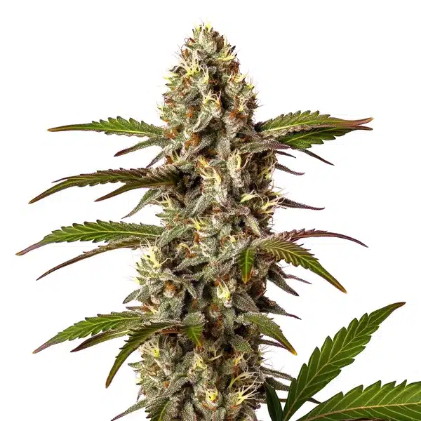 G13 x OG Kush Seeds