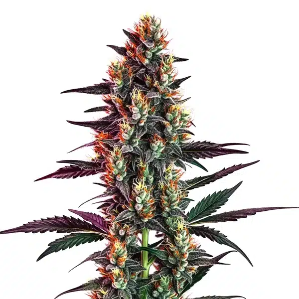 Gelato Regular Seeds