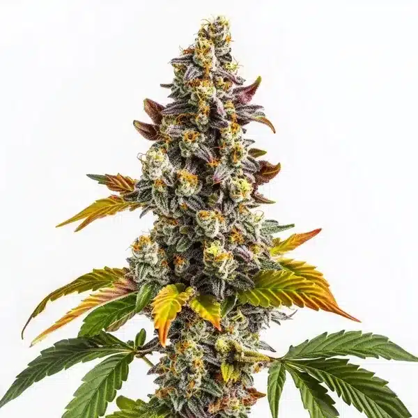 Gelato x GG Seeds
