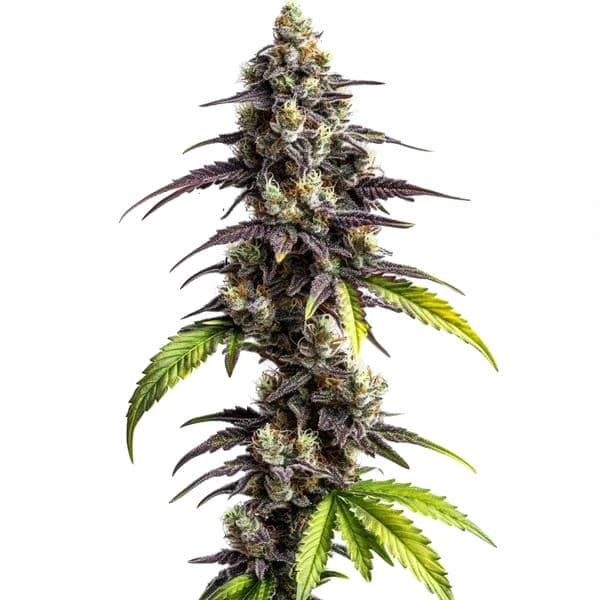 Ghost Train Power Seeds