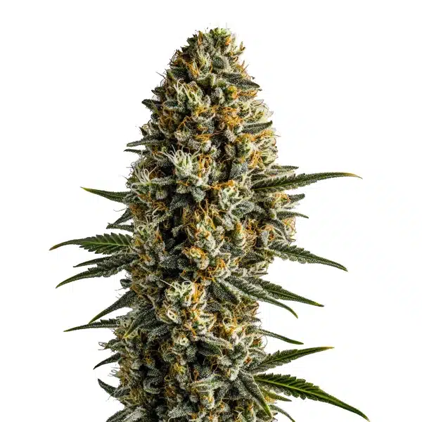 Girl Scout Cookies x Blue Head Band Seeds